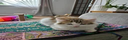 Siberian cats for sale: Gorgeous Siberian kitten waiting for you🌞. - Advert 13