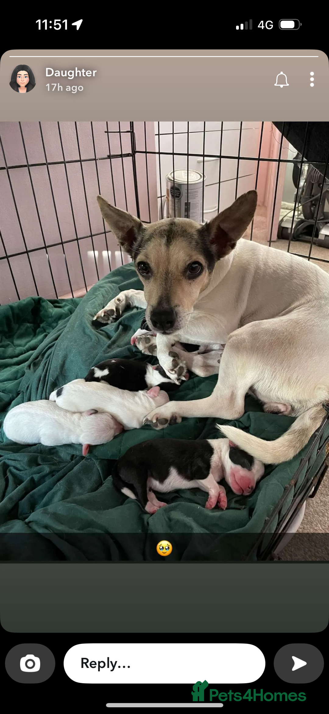 Mixed Breed dogs for sale: Cocker Jack - Image 7
