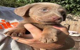 Labrador Retriever dogs for sale:  KC registered Silver and silver and tan labs  - Image 12
