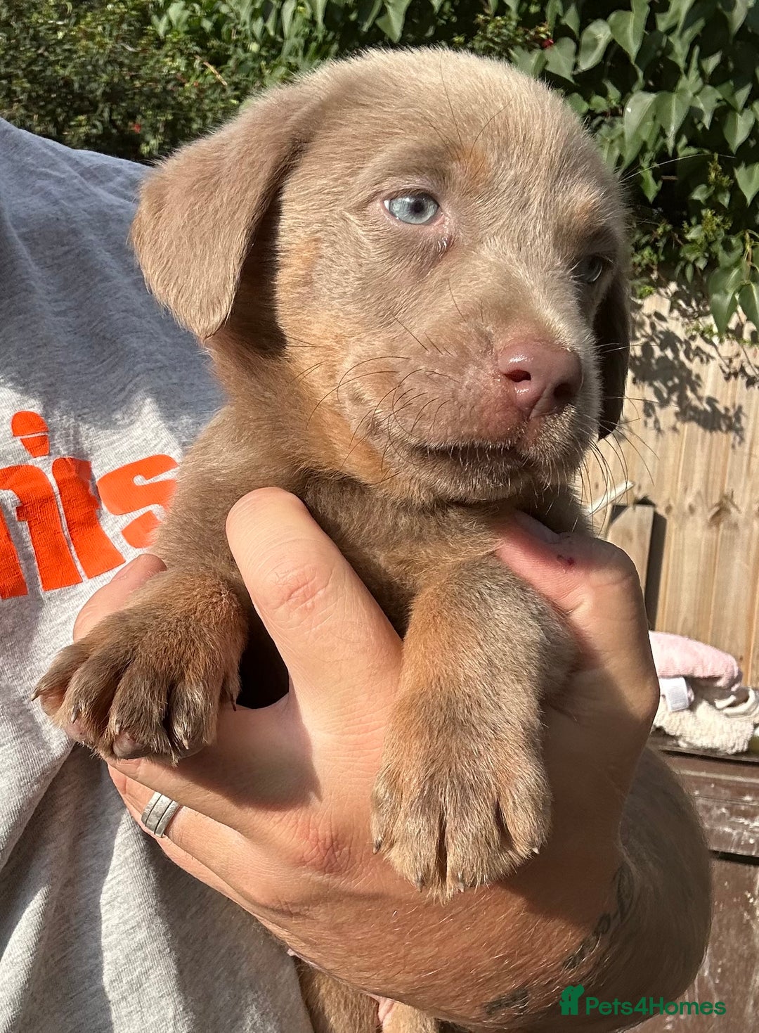 Labrador Retriever dogs for sale:  KC registered Silver and silver and tan labs  - Image 12