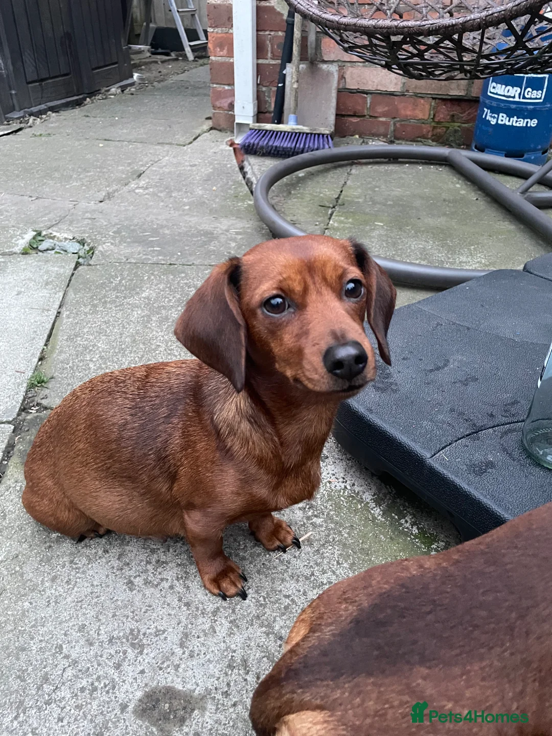 Mixed Breed dogs for sale: 4 male dachshund - dachshund- jacawawa - Advert 1