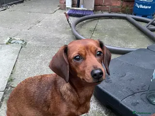 Mixed Breed dogs 4 male dachshund - dachshund- jacawawa - Advert 5