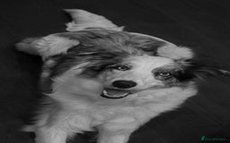 Border Collie dogs for sale: Merle Blue Eye KC Registered Border Collie Puppies - Image 8