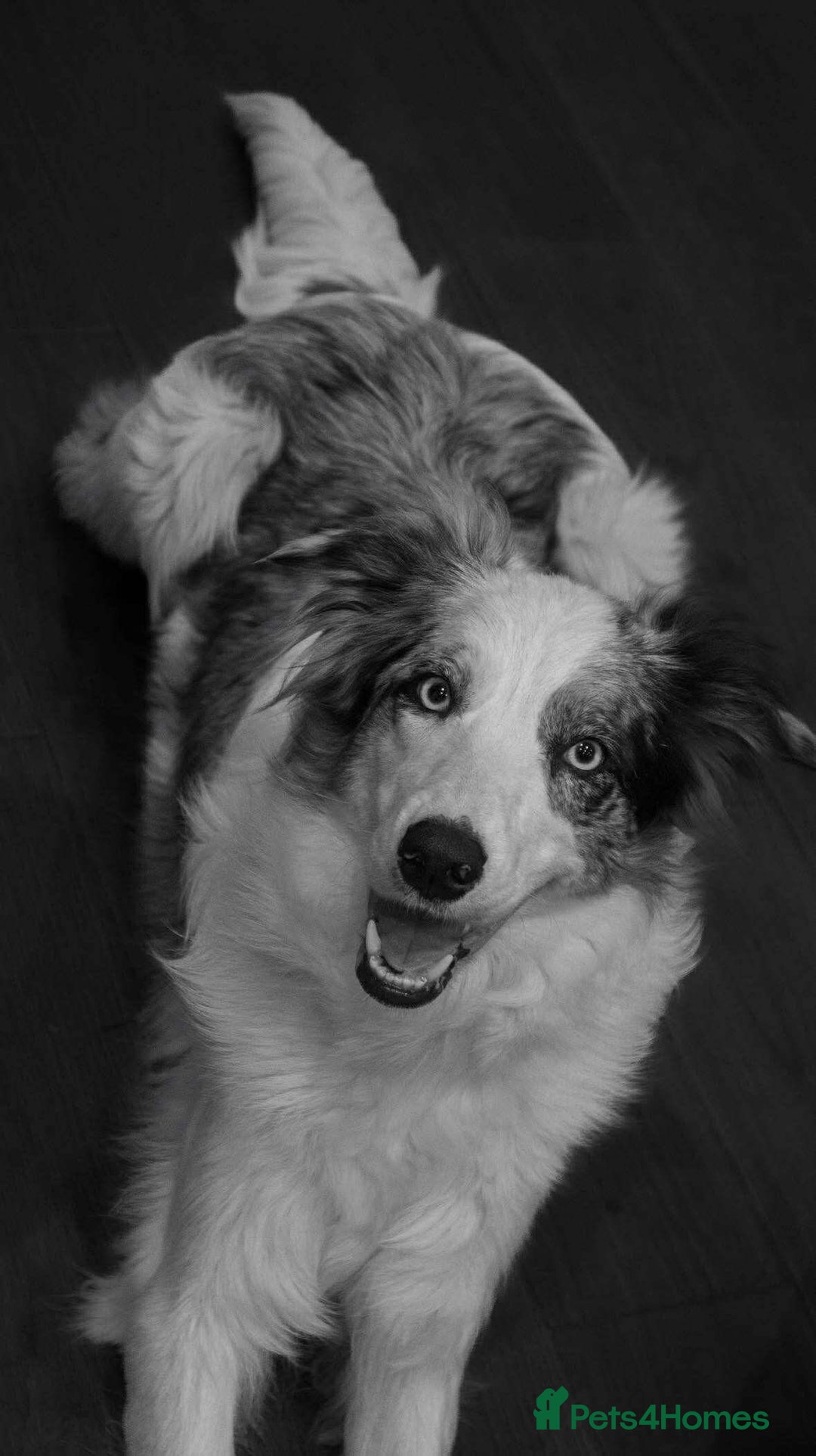 Border Collie dogs for sale: Merle Blue Eye KC Registered Border Collie Puppies - Image 8