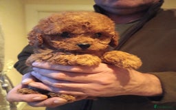 Cavapoo dogs for sale: Cavapoos f1 puppies Stunning ♥️ fox red!!!! - Advert 2