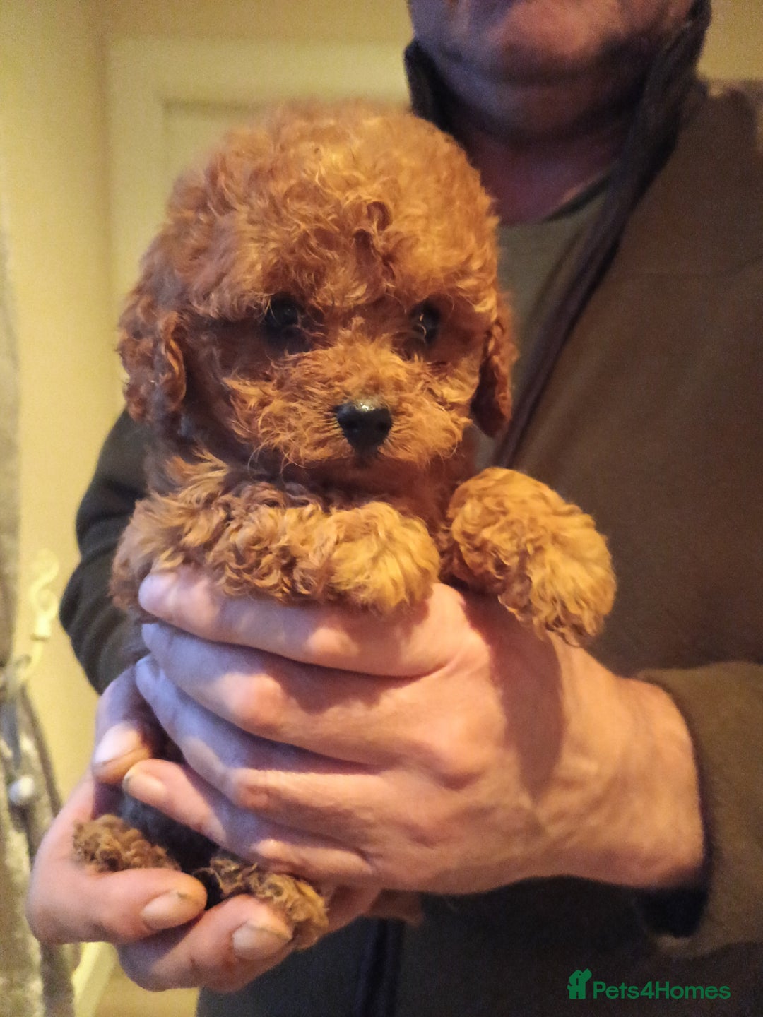 Cavapoo dogs for sale: Cavapoos f1 puppies Stunning ♥️ fox red!!!! - Advert 2