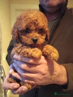 Cavapoo dogs Cavapoos f1 puppies Stunning ♥️ fox red!!!! - Advert 2