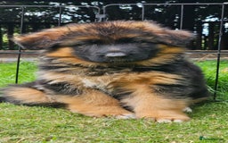 German Shepherd dogs for sale: Beautiful girl available  - Image 19