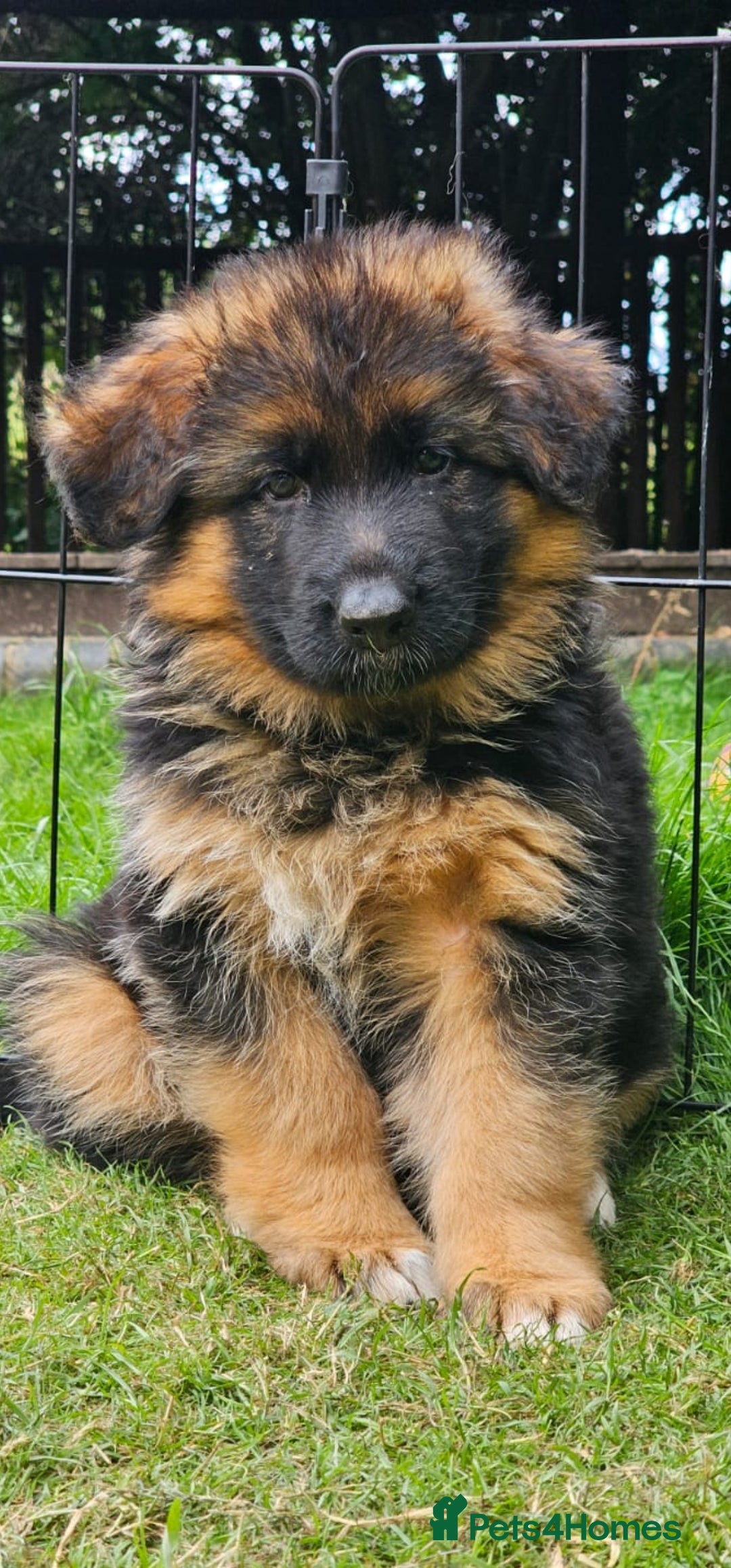 German Shepherd dogs for sale: Beautiful girl available  - Image 19