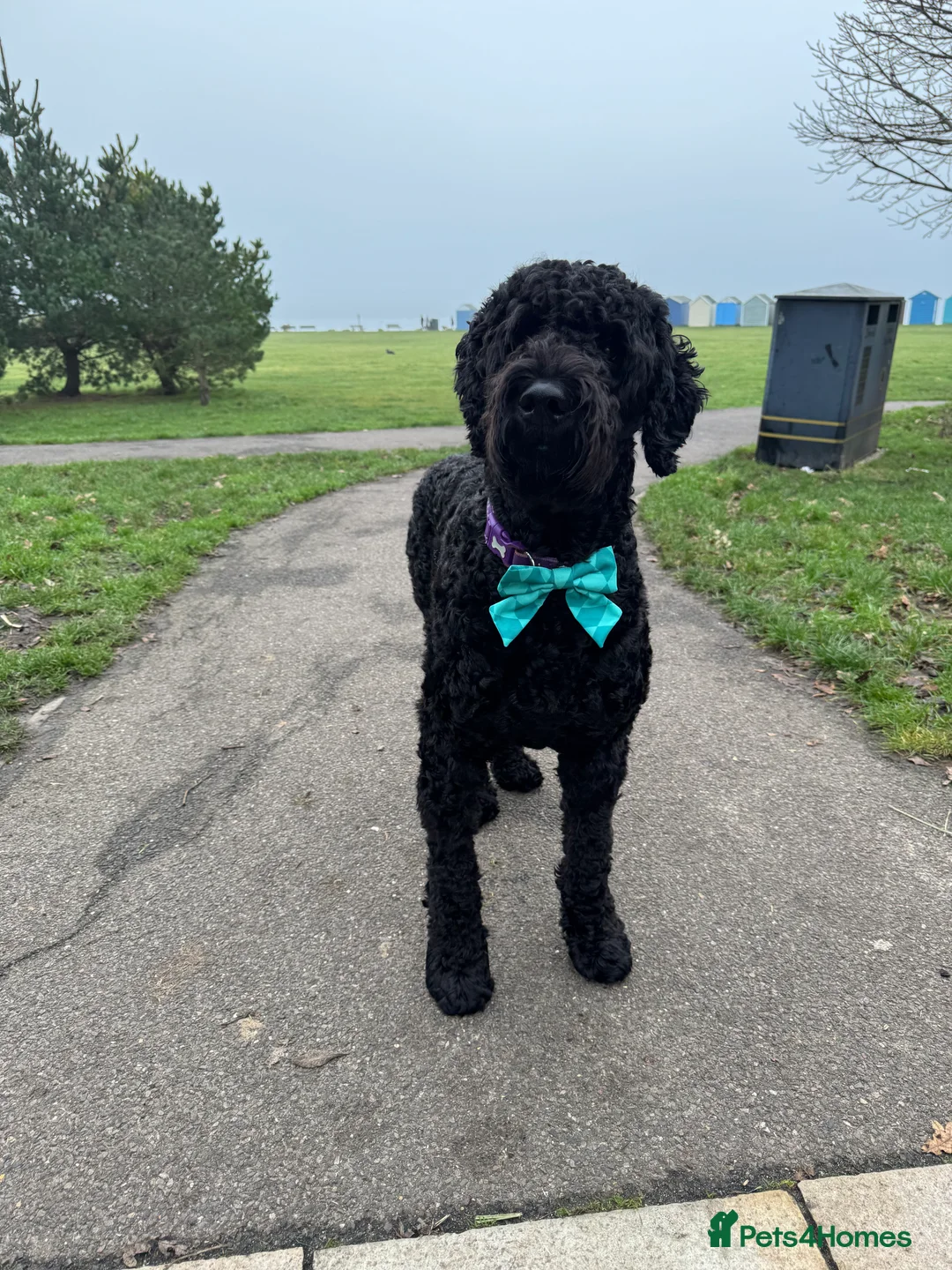 Labradoodle dogs for stud: Meet Leeroy, Our Handsome F3 Labradoodle! - Advert 15