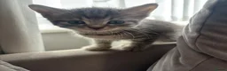 British Shorthair cats for sale: Grey, beautiful British shorthair cross kirtens - Advert 6