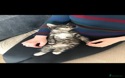 Mixed Breed cats for sale: Four kittens  - Advert 2