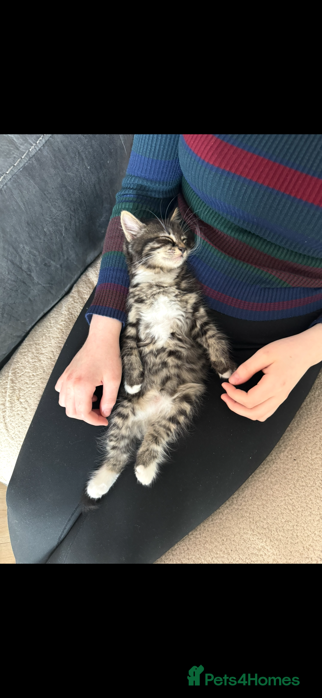 Mixed Breed cats for sale: Four kittens  - Advert 2