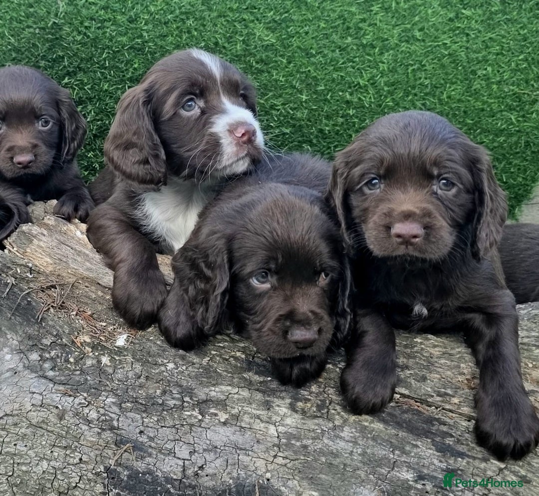 Cocker Spaniel dogs for sale: WORKING dna clear cocker spaniels  - Image 12