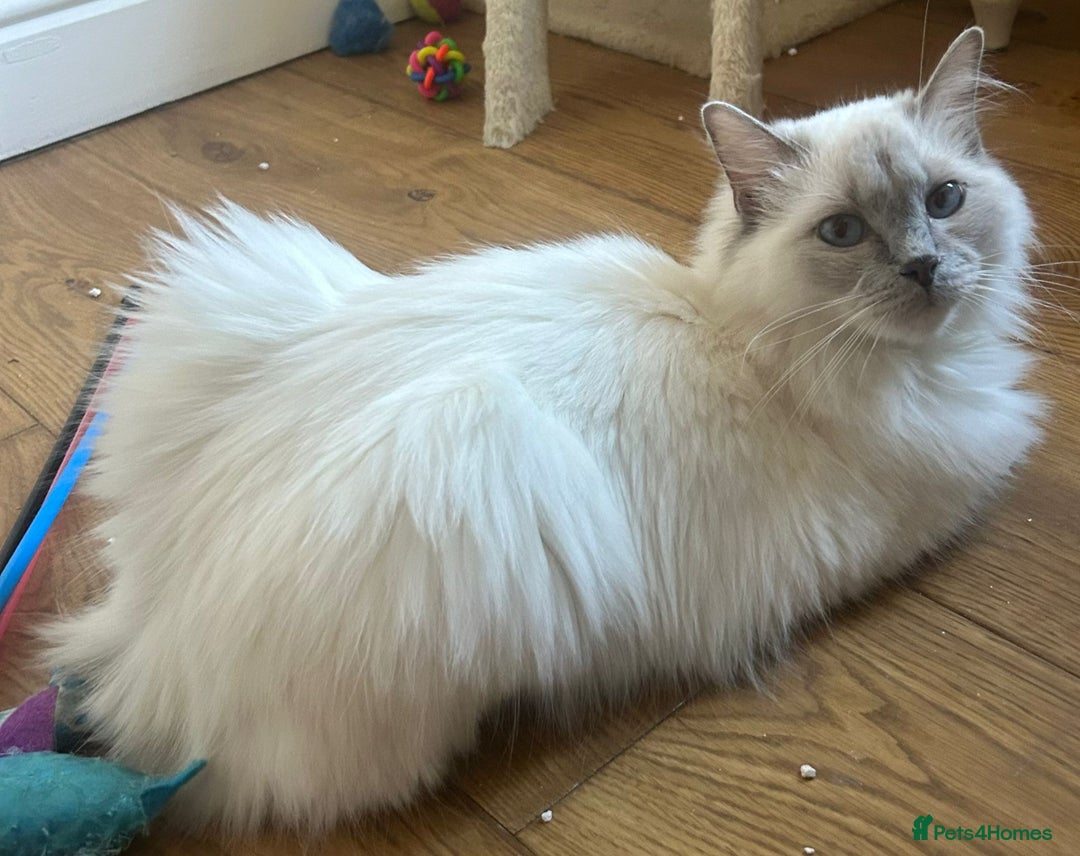Ragdoll cats for sale: Extremely stunning boys and girls - Image 7