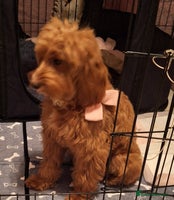 Cockapoo dogs 🐾✨ Ruby’s Toy Cockerpoo Pups Have Arrived! ✨🐾 - Advert 13