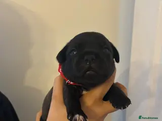 Staffordshire Bull Terrier dogs Stunning Litter 🖤💙 CH Bill & Nova - Advert 5