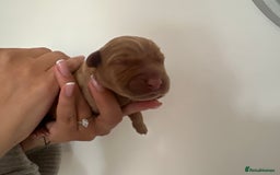 Labrador Retriever dogs for sale: Working Class Fox Red Labs  - Image 6
