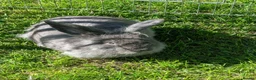 Continental Giant rabbits for sale: Gandalf conti lionehead cross rabbit  - Advert 3