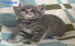 British Shorthair cats for sale: GCCF British Shorthairs **READY NOW** in Manchester - Image 13