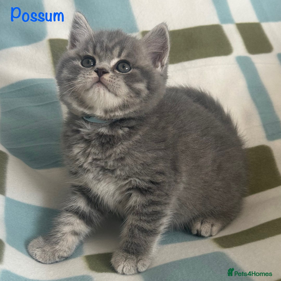 British Shorthair cats for sale: GCCF British Shorthairs **READY NOW** in Manchester - Image 13