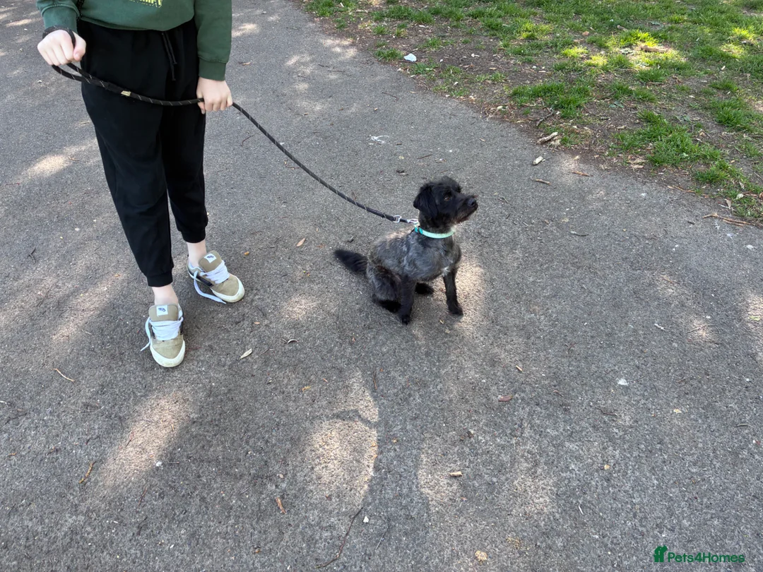 Jackapoo dogs for sale: Jackapoo  in Gillingham - Advert 1