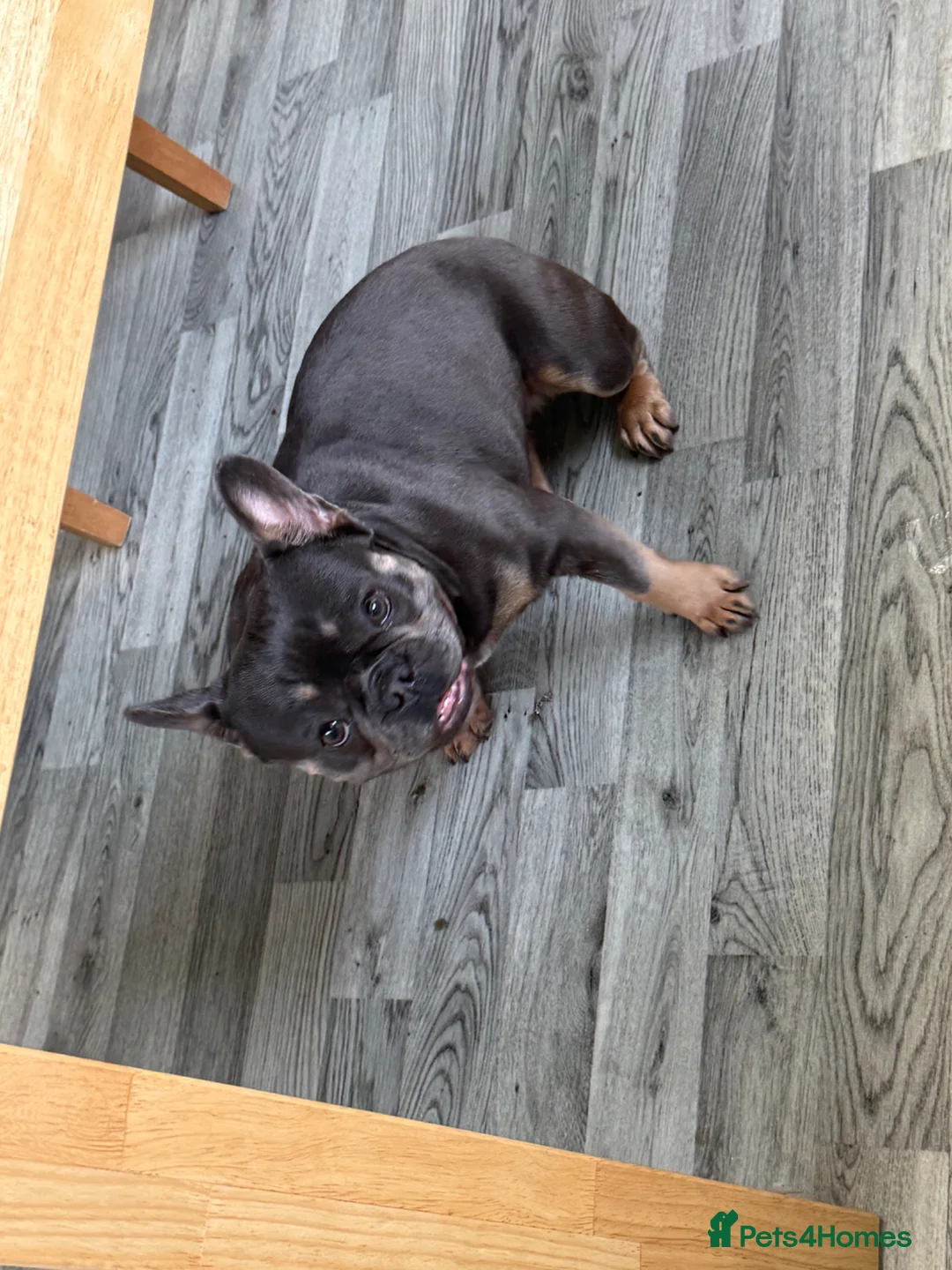 French Bulldog dogs for sale: Skyla she is 2 years old  in Coventry - Advert 1