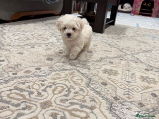 Maltese dogs Gorgeous Maltese puppies - Advert 5