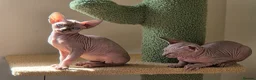 Sphynx cats for sale: Two beautiful Sphynx kitten in Stone - Advert 1