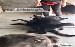 Mixed Breed dogs for adoption: Gilbert, 6 yrs old. Reserved stc. - Image 10
