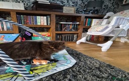 British Longhair cats for sale: Chocolate longhair,  Blue golden and white sh - Advert 2