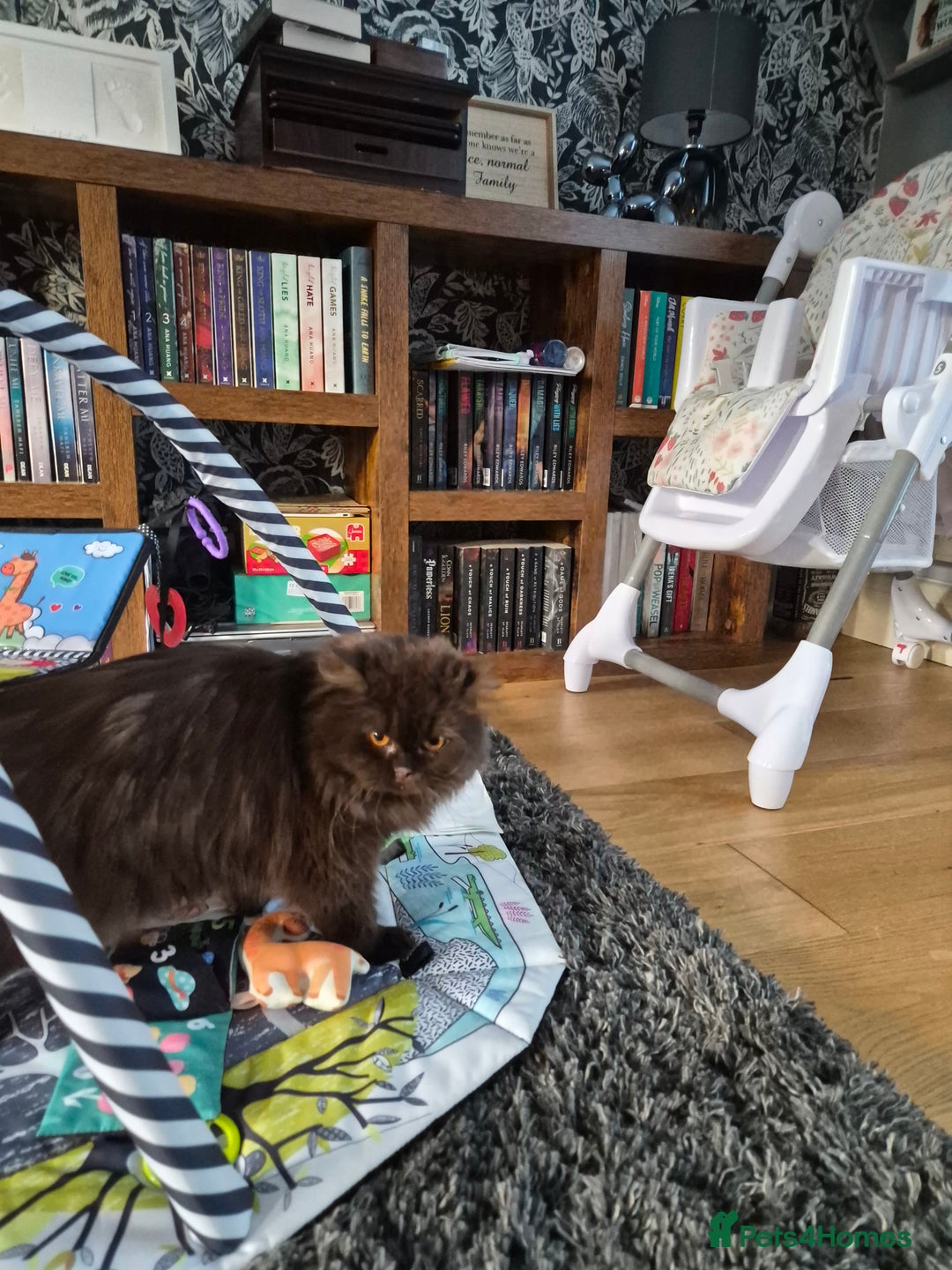 British Longhair cats for sale: Chocolate longhair,  Blue golden and white sh - Advert 2