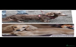 Miniature Dachshund dogs for sale: KC REG LONG HAIR MINIATURE DACHSHUNDS  - Image 6