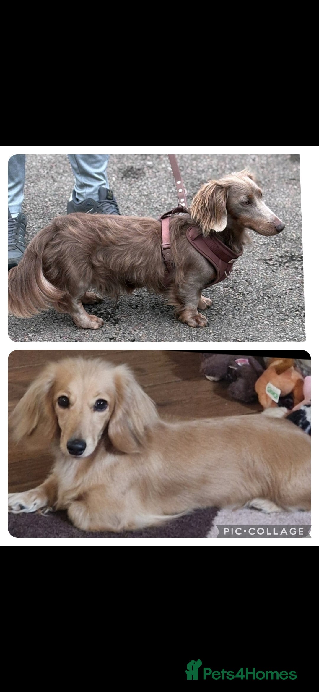 Miniature Dachshund dogs for sale: KC REG LONG HAIR MINIATURE DACHSHUNDS  - Image 6
