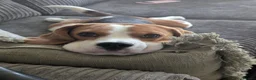 Beagle dogs for stud: Baxter - 2 Year Old Beagle for Stud - Advert 6
