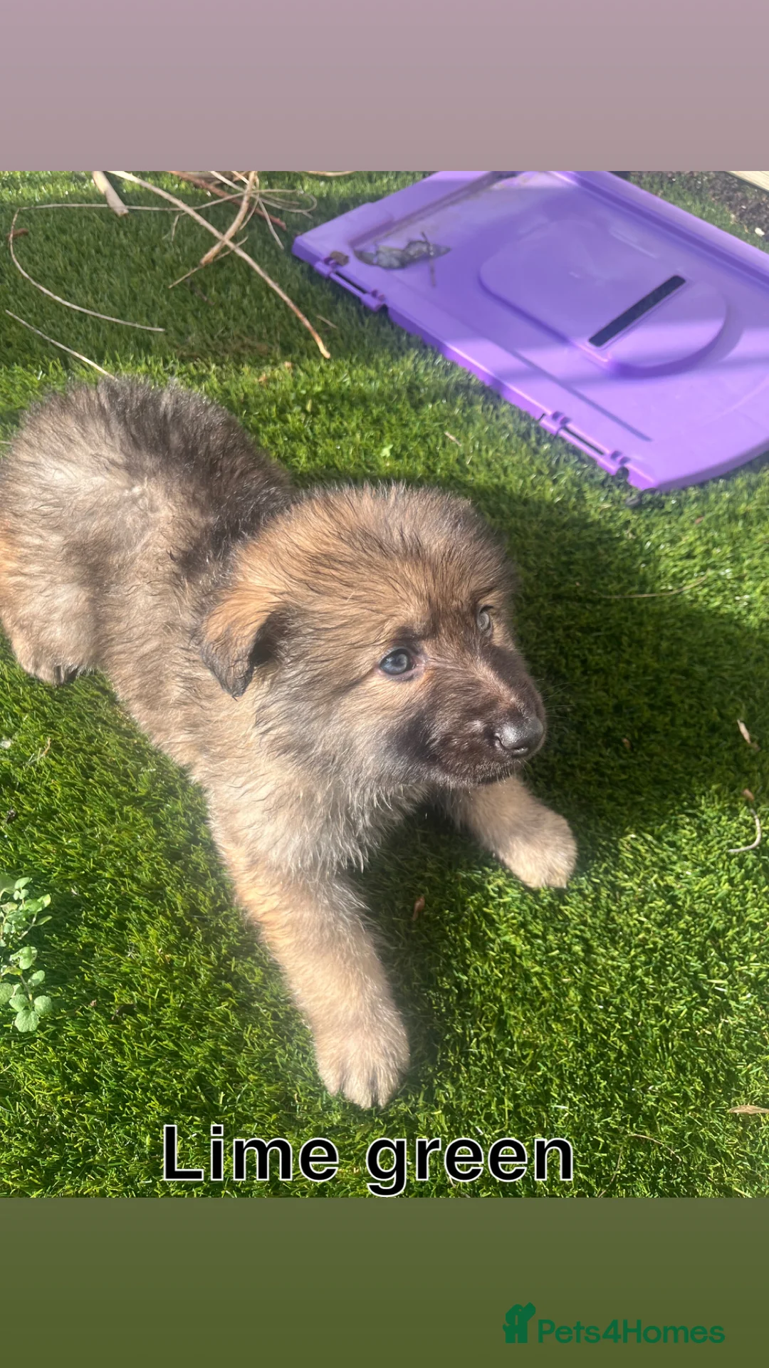 German Shepherd dogs for sale: Beautiful KC Reg Straight Back German Shepherds🐾 - Advert 28