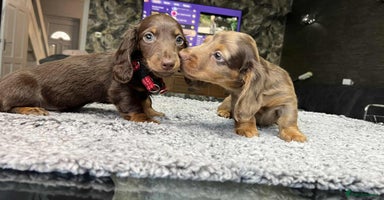 Miniature Dachshund dogs - Advert 12