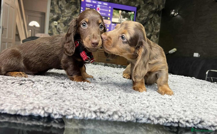 Miniature Dachshund dogs - Advert 3