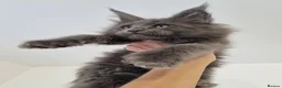 Maine Coon cats for sale: King size Purebred Maine Coon kittens  - Advert 28