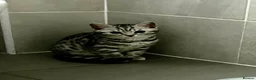 British Shorthair cats for sale: Stunning black silver spotted British Shorthair  - Advert 4