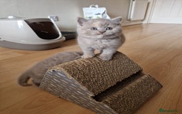 British Shorthair cats for sale: British Shorthair Kittens  - Image 3