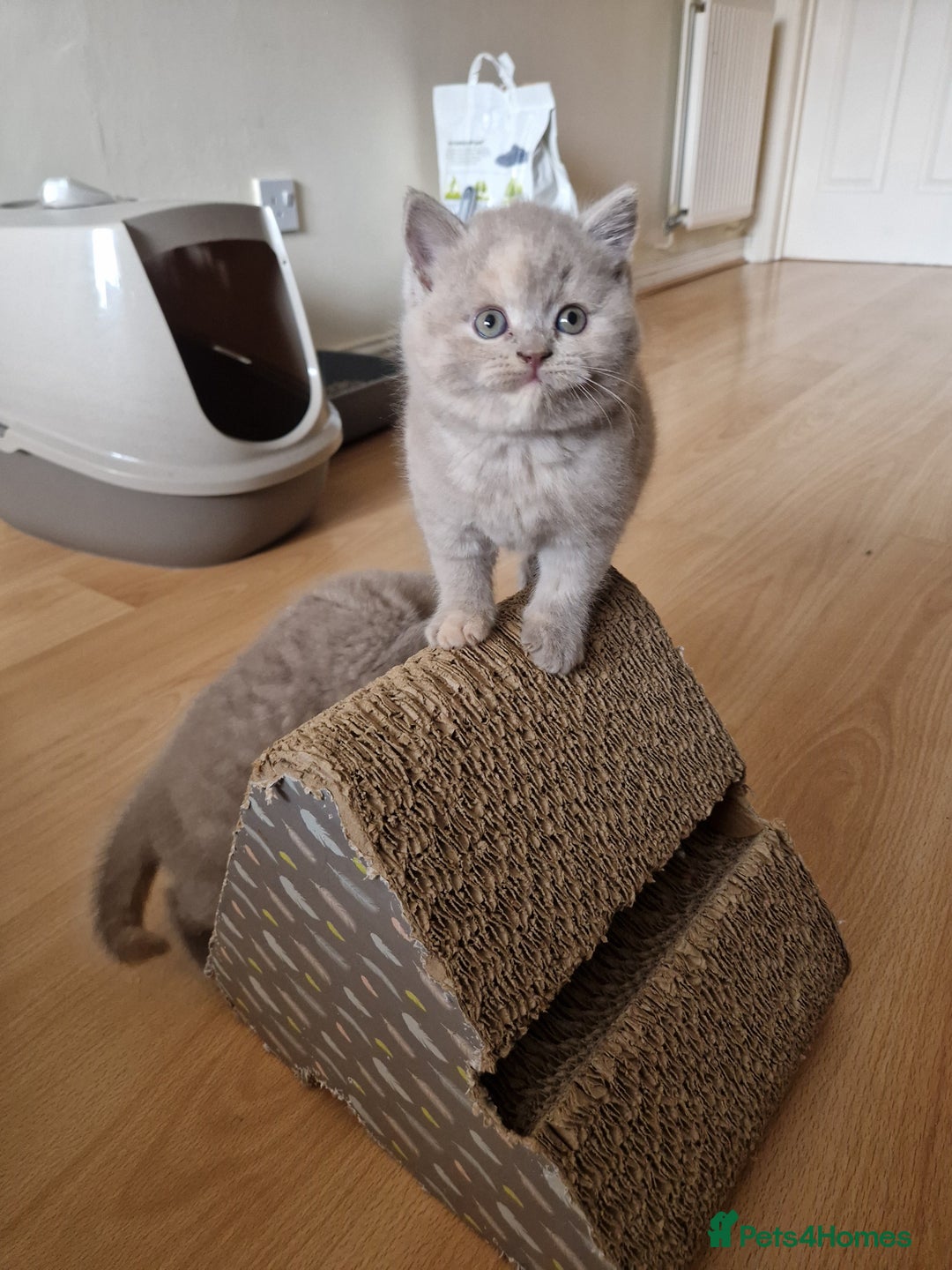 British Shorthair cats for sale: British Shorthair Kittens  - Image 3