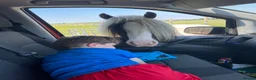 Irish Cob horses for sale: Beautiful poppet - Advert 7
