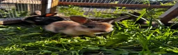 Harlequin rabbits for sale: Lovely bunnies ready - Advert 8