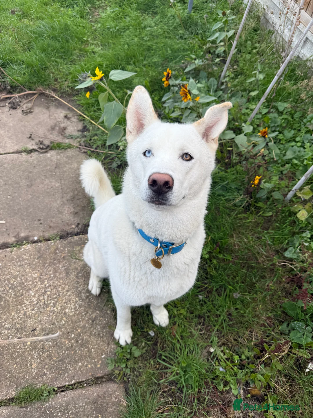 Siberian Husky dogs for stud: Stunning all white Husky stud - Advert 2