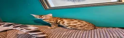 Bengal cats for sale: Bengal X DLH kittens  - Advert 34