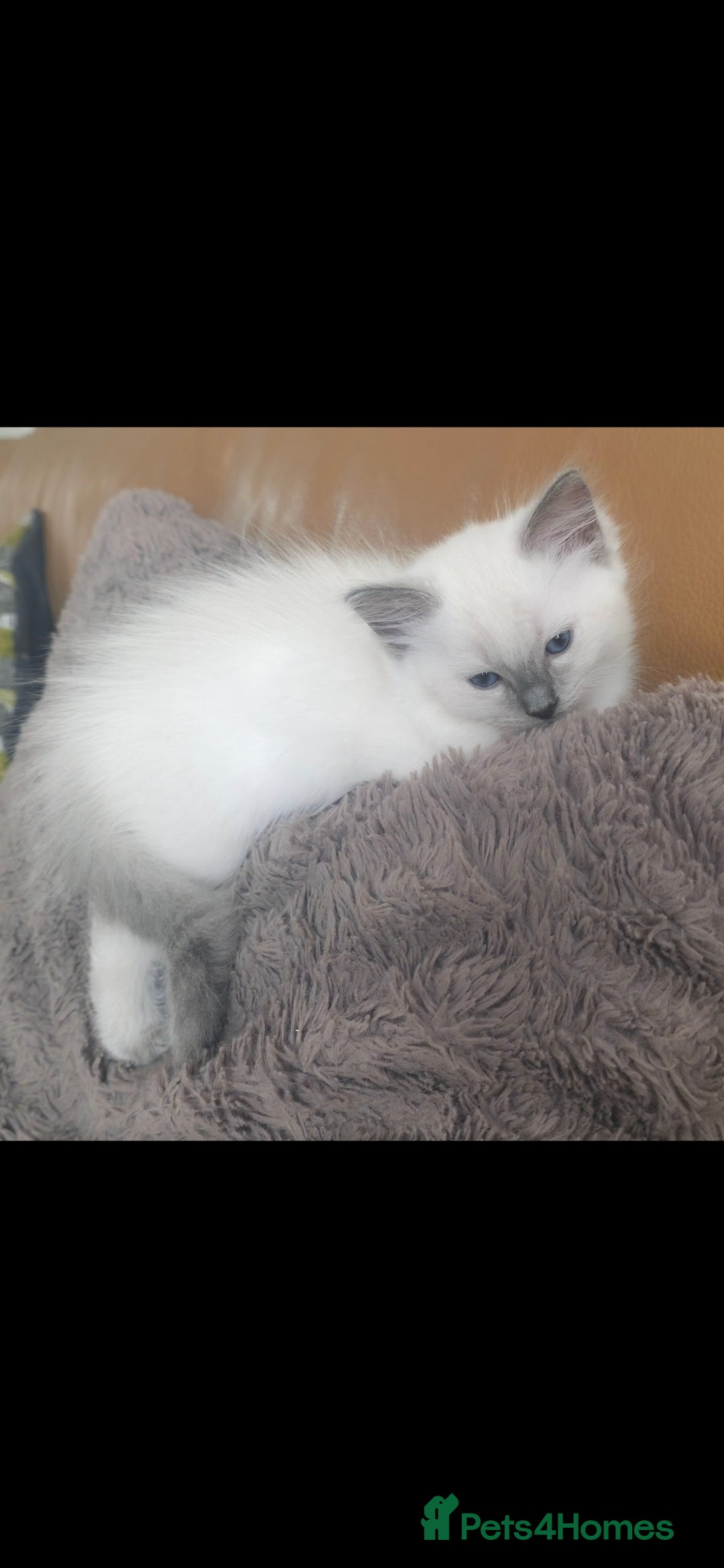 Ragdoll cats for sale: Beautiful blue ragdoll kittens - Image 10