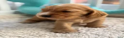 Cocker Spaniel dogs for sale: Champion Bloodline KC Show Cocker Spaniel Puppies  - Advert 21