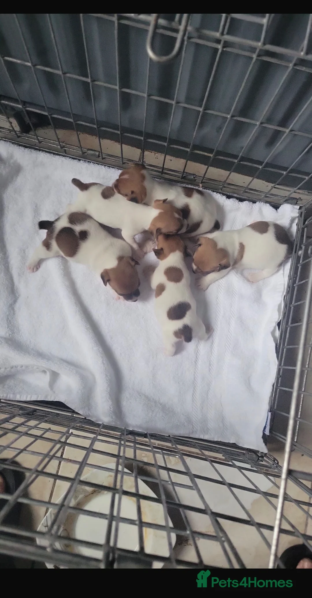 Jack Russell dogs for sale: Hi for sale miniature Jack Russell puppies in Shrewsbury - Advert 1