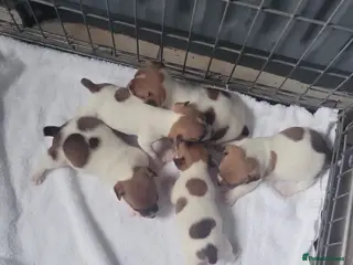 Jack Russell dogs Hi for sale miniature Jack Russell puppies - Advert 1